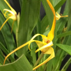 Maxillaria Bradei (Neuberg) - parfumata