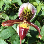 Orhidee Paphiopedilum Leanum, Papucul lui Venus, pret atractiv
