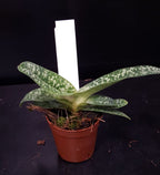 Orhidee Paphiopedilum Delenatii la un pret special!