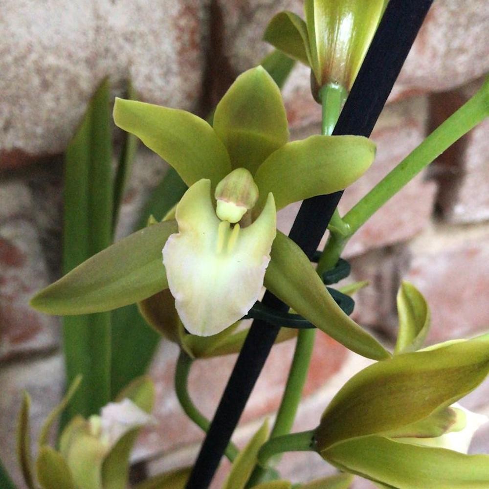Orhidee Cymbidium verde Tiger Tail in ghiveci, la pret imbatabil