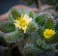 Delosperma Echinatum (Pickle Plant) - rostlina s chlupatými listy a jemnými květy