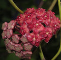 Hoya excavata - parfum de vanilie