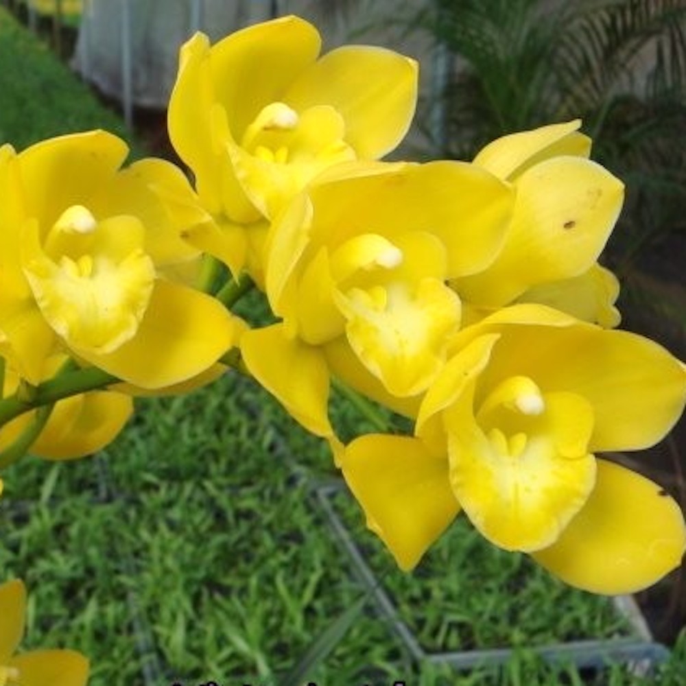 Orhidee Cymbidium Kusuda Fantasy