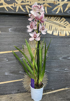 Orhidee Cymbidium alb-roze Shirley