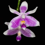 Phalaenopsis modesta
