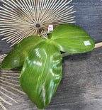 Phalaenopsis LD's Bear Queen