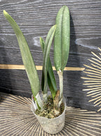Brassavola (Rlc) glauca × sib