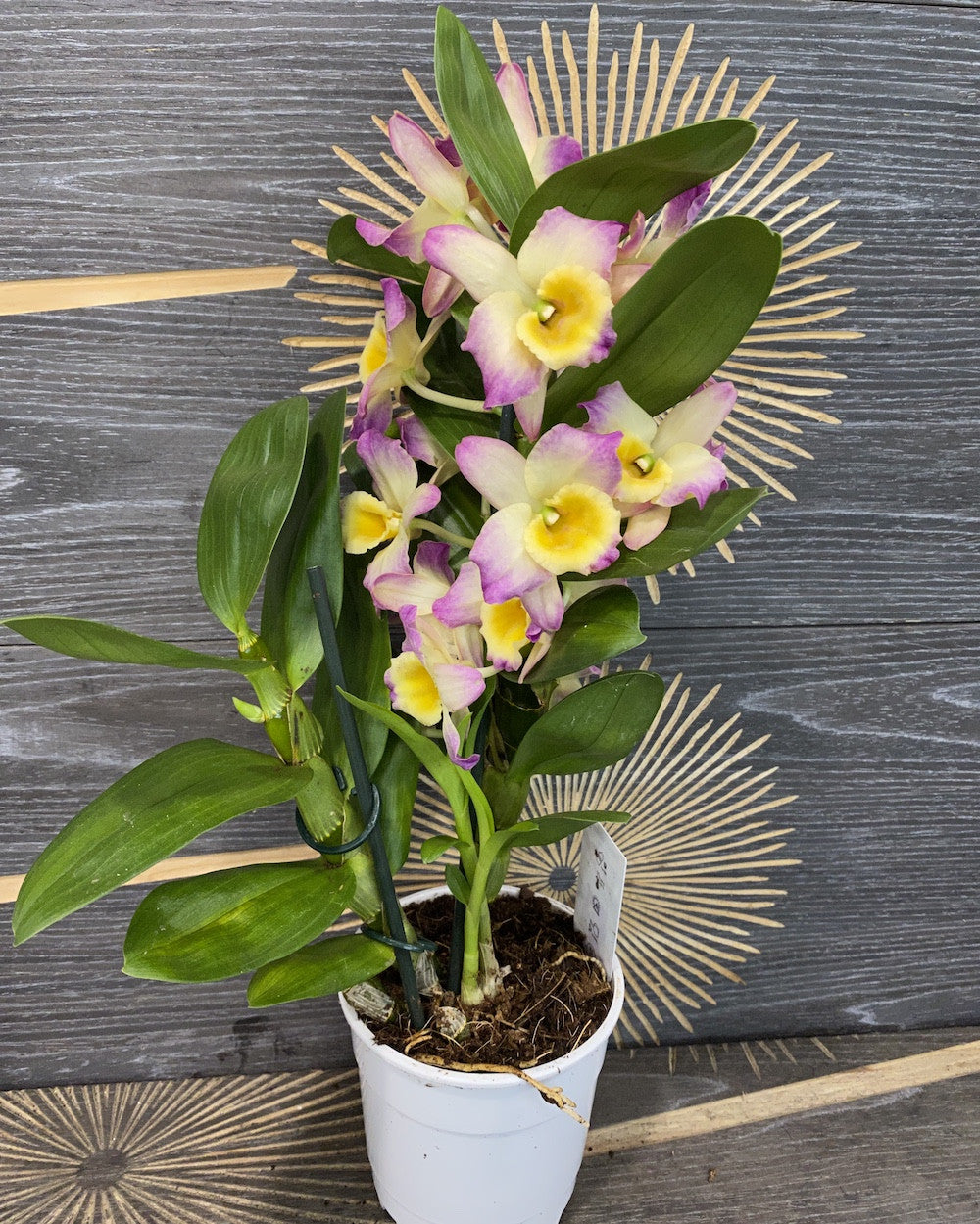 Dendrobium Fairy Moon ‘Sweetie’