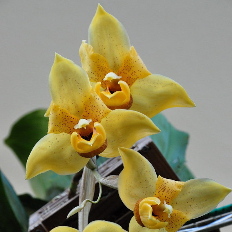Orhidee Stanhopea Connata