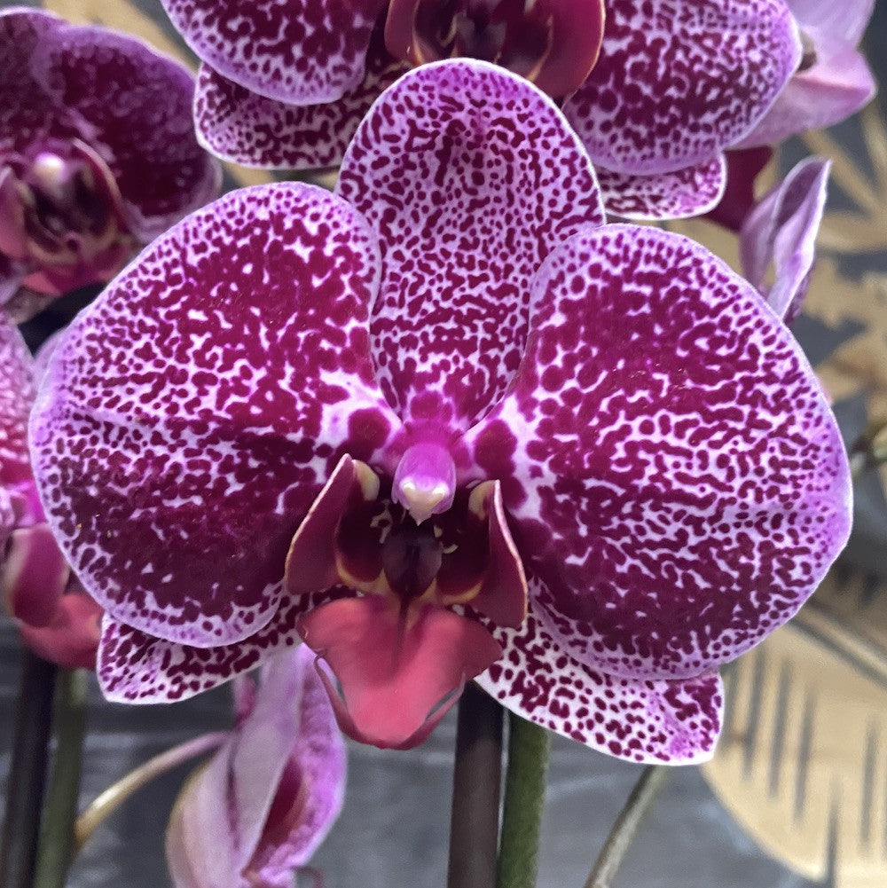 Orhidee Phalaenopsis Jaguar, orhidee in ghiveci la pret atractiv