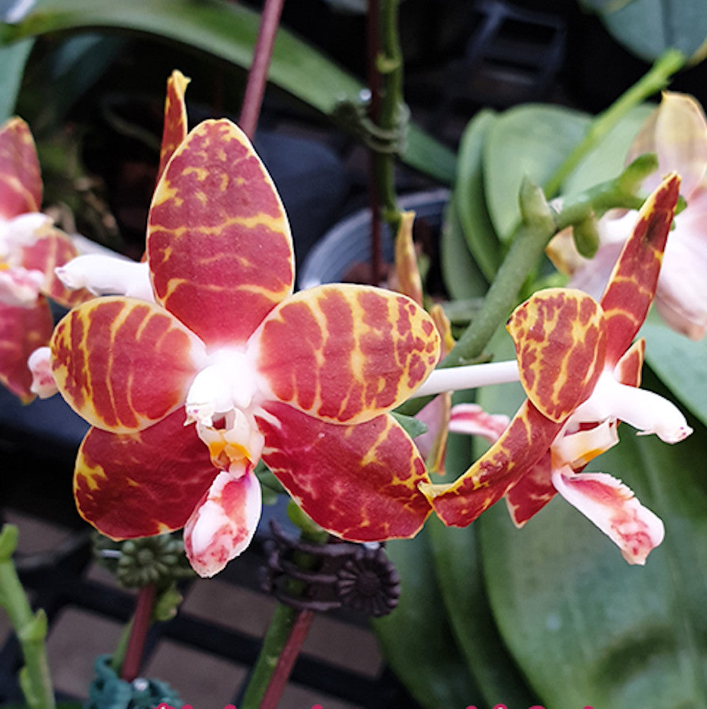 Phalaenopsis amboinensis 'I-Lan' parfumata