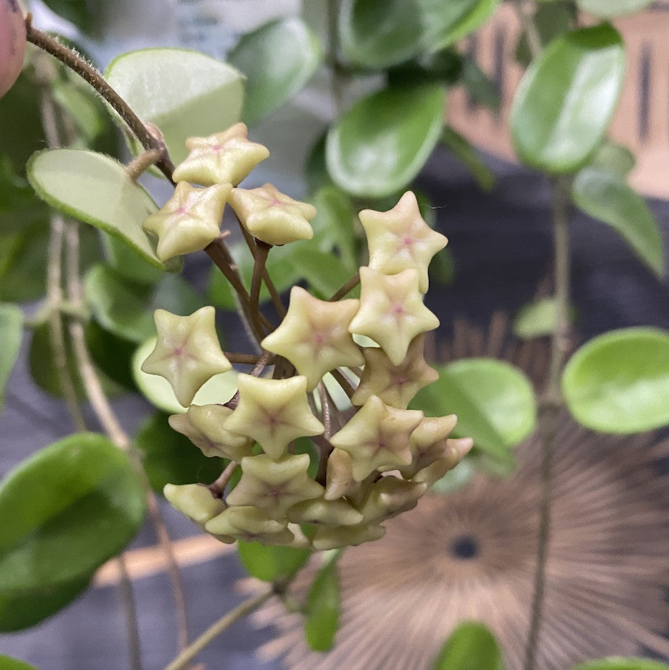 Hoya 'Chouke' - flori parfumate (D6, 2-3 plante/ghiveci)