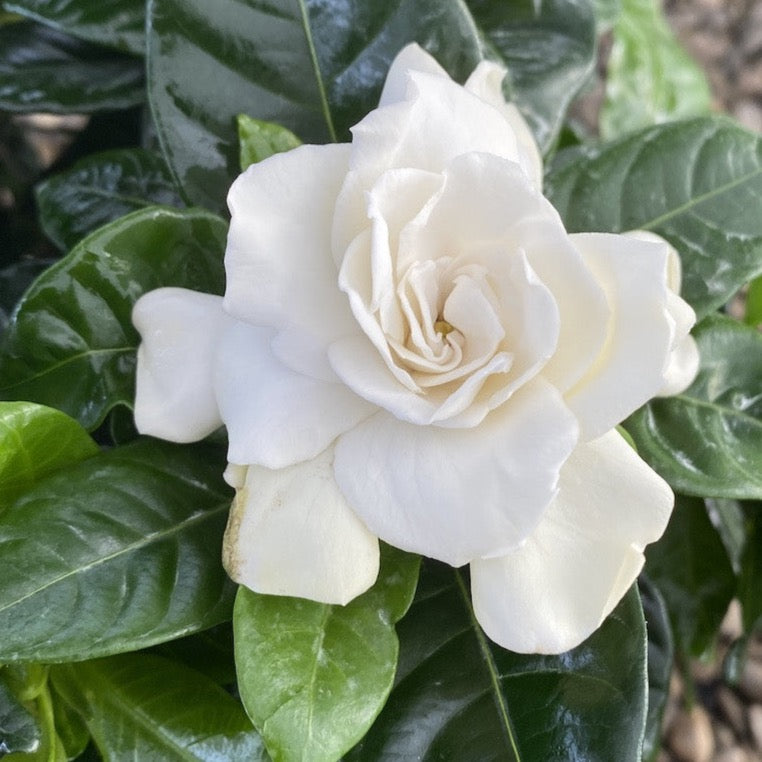 Gardenia Jasminoides (de interior) parfumata