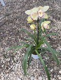 Orhidee Cymbidium galben