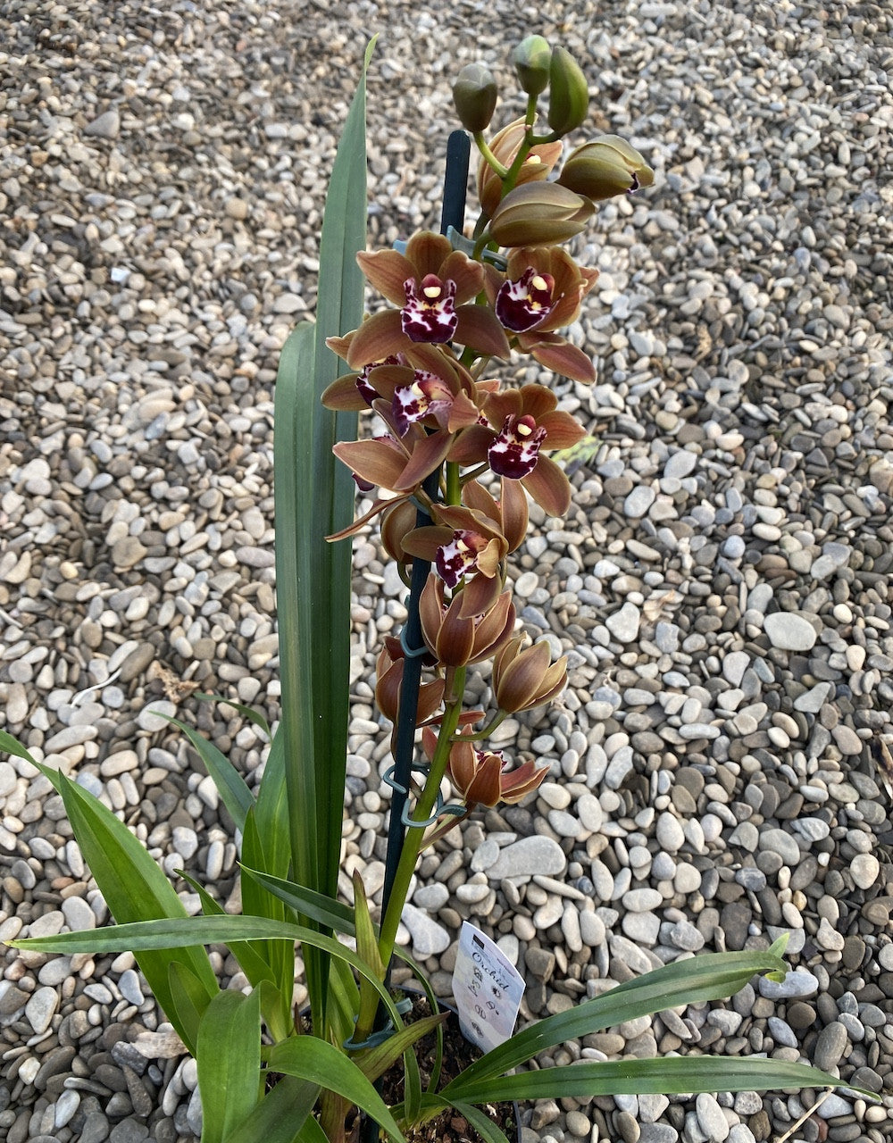 Cymbidium Brown