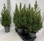 Picea Glauca Conica 55-65 cm - brad de Craciun in ghiveci