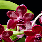 Vanda Lamellata parfumata