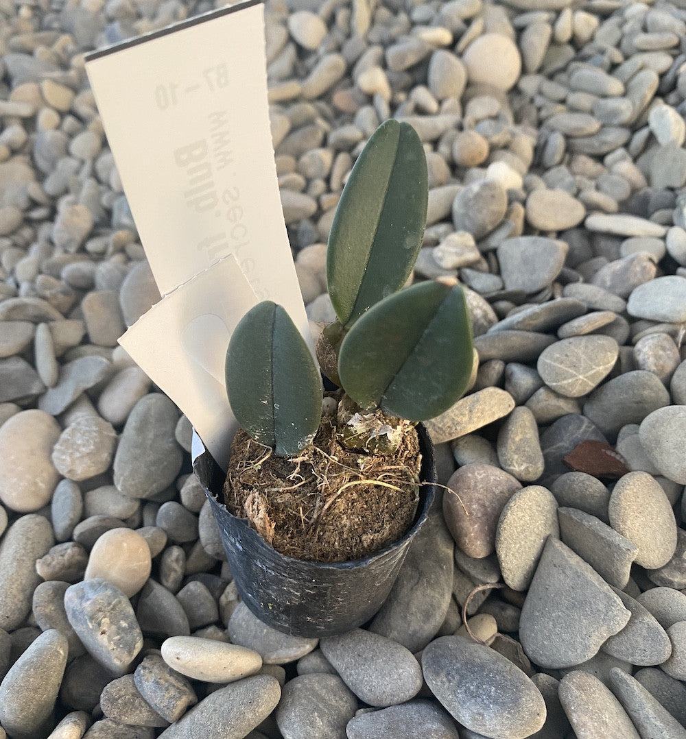 Bulbophyllum frostii