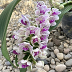 Rhynchostylis Gigantea 'Pink Spots'