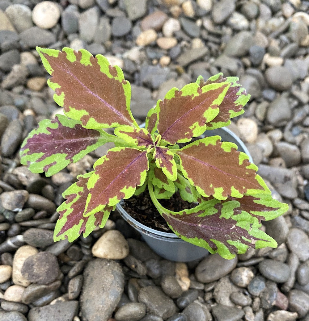 Coleus Royale Apple Brandy (urzicuta)