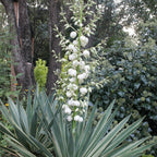 Yucca de gradina - yucca gloriosa
