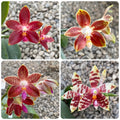 Phalaenopsis Corning-Ambo (corningiana × amboinensis)