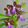 Pda. Paksorn Fragrance (Pda. Mimi Palmer × Vanda insignis)