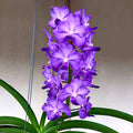 Van. Mary Chee Bee Kiang (Pine Rivers × Sasicha)