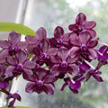Vandachostylis Colmarie (Van. Sri-Siam × Rhy. gigantea)