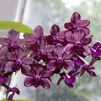 Vandachostylis Colmarie (Van. Sri-Siam × Rhy. gigantea)