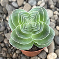 Crassula capitella var. turrita