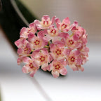 Hoya scortechinii 'Pink' (Hoya sp. UT-001)