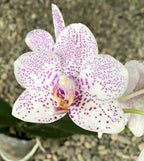 Phalaenopsis Golden Peoker 'ES'