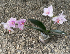 Phalaenopsis Golden Peoker 'ES'
