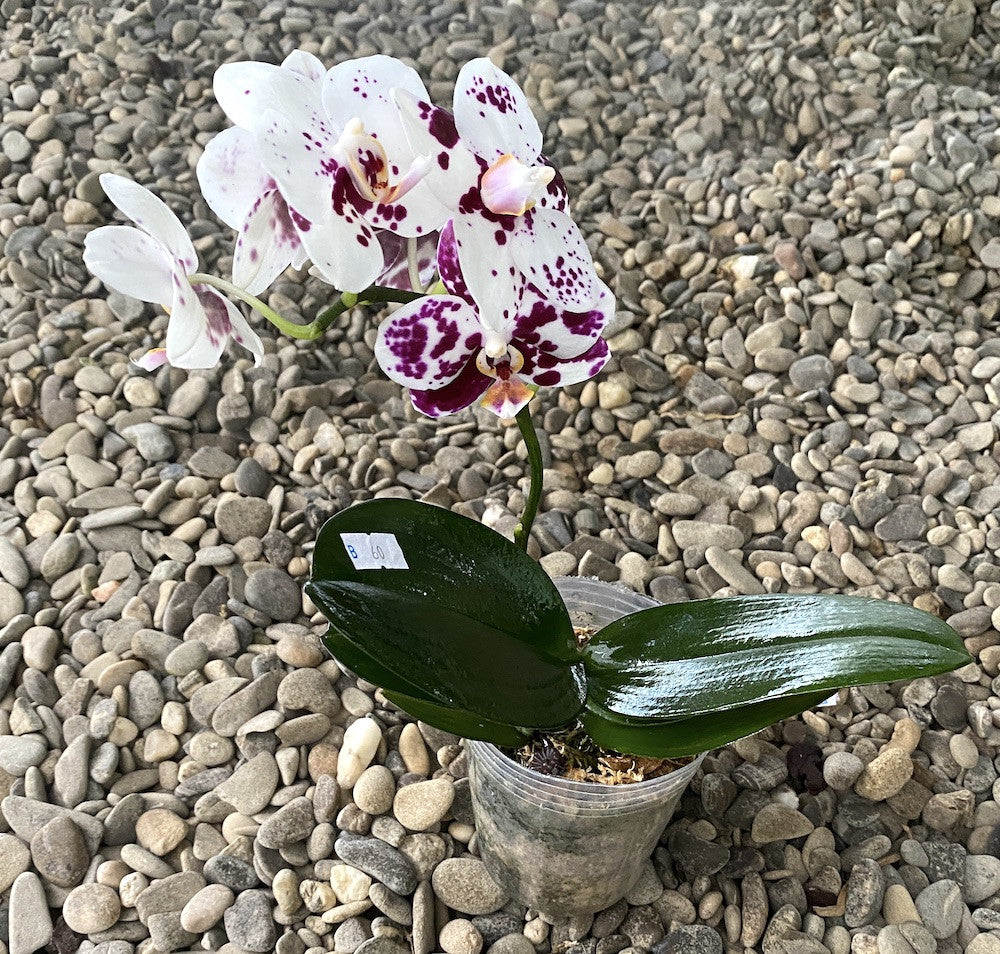 Phalaenopsis Golden Peoker 'ES'