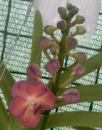 Van. Pine Rivers x Shigenori Yamanaka