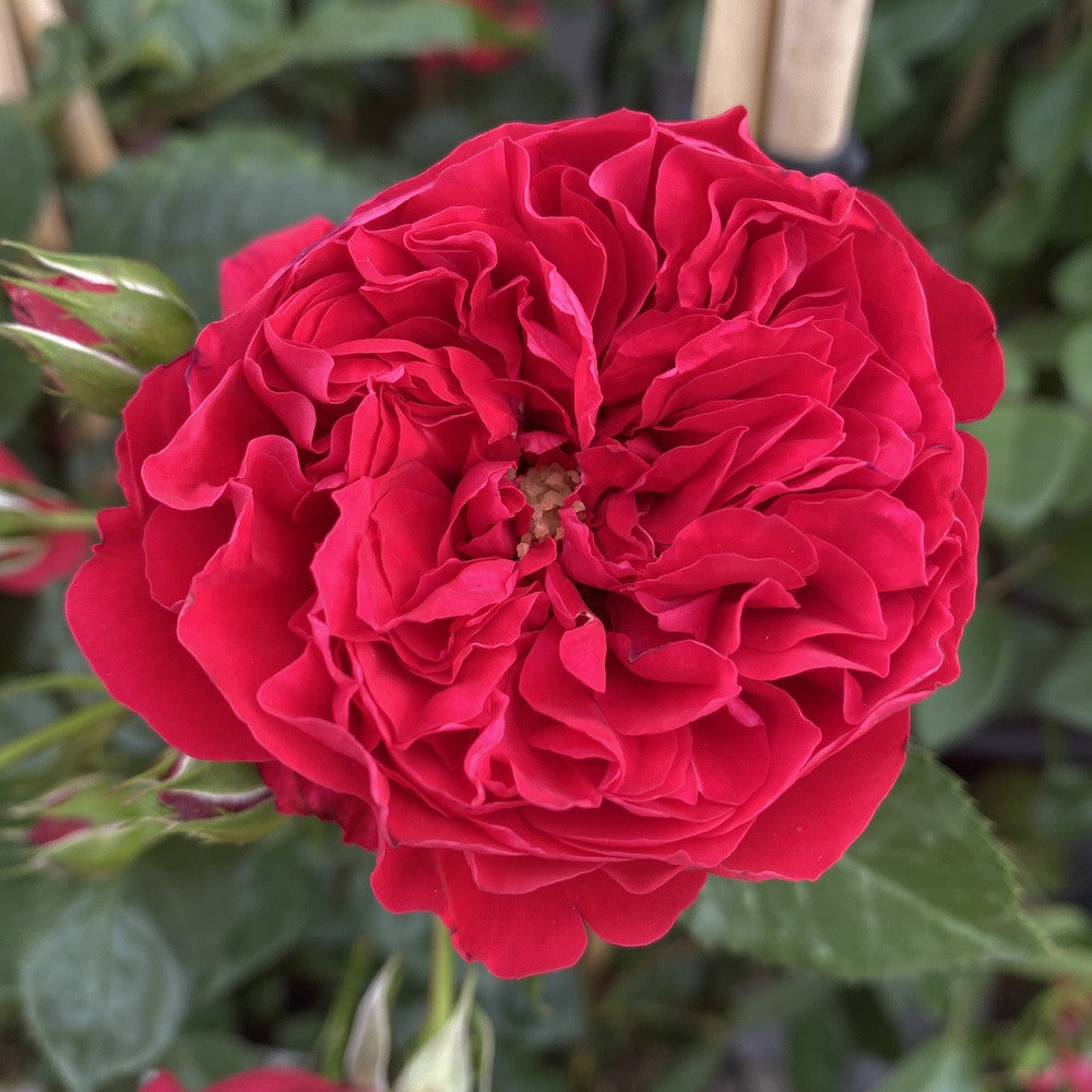 Rosa ‘Santana’® - floribunda, catarator, parfumat