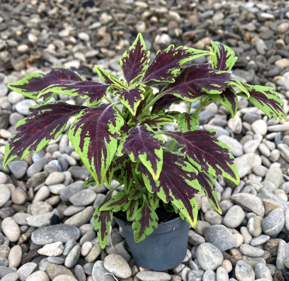 Coleus Royale Apple Brandy (urzicuta)