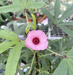 Hibiscus Sabdariffa 'Tea Plant'