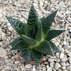Haworthia rafiki