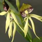 Encyclia (Prostechea) Green Hornet