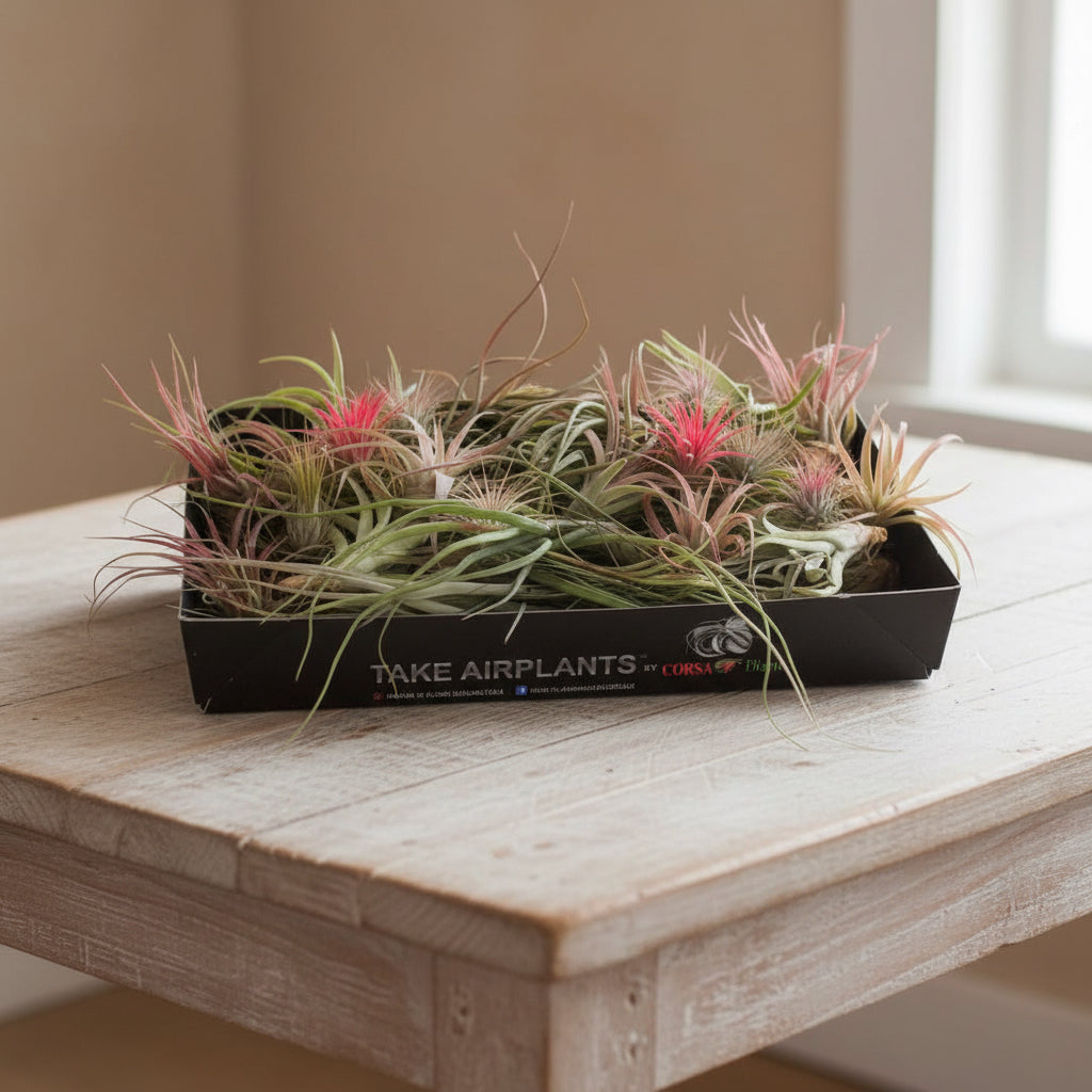 Cumpara online Tillandsia AirPlant cel mai bun pret si livrare rapida!