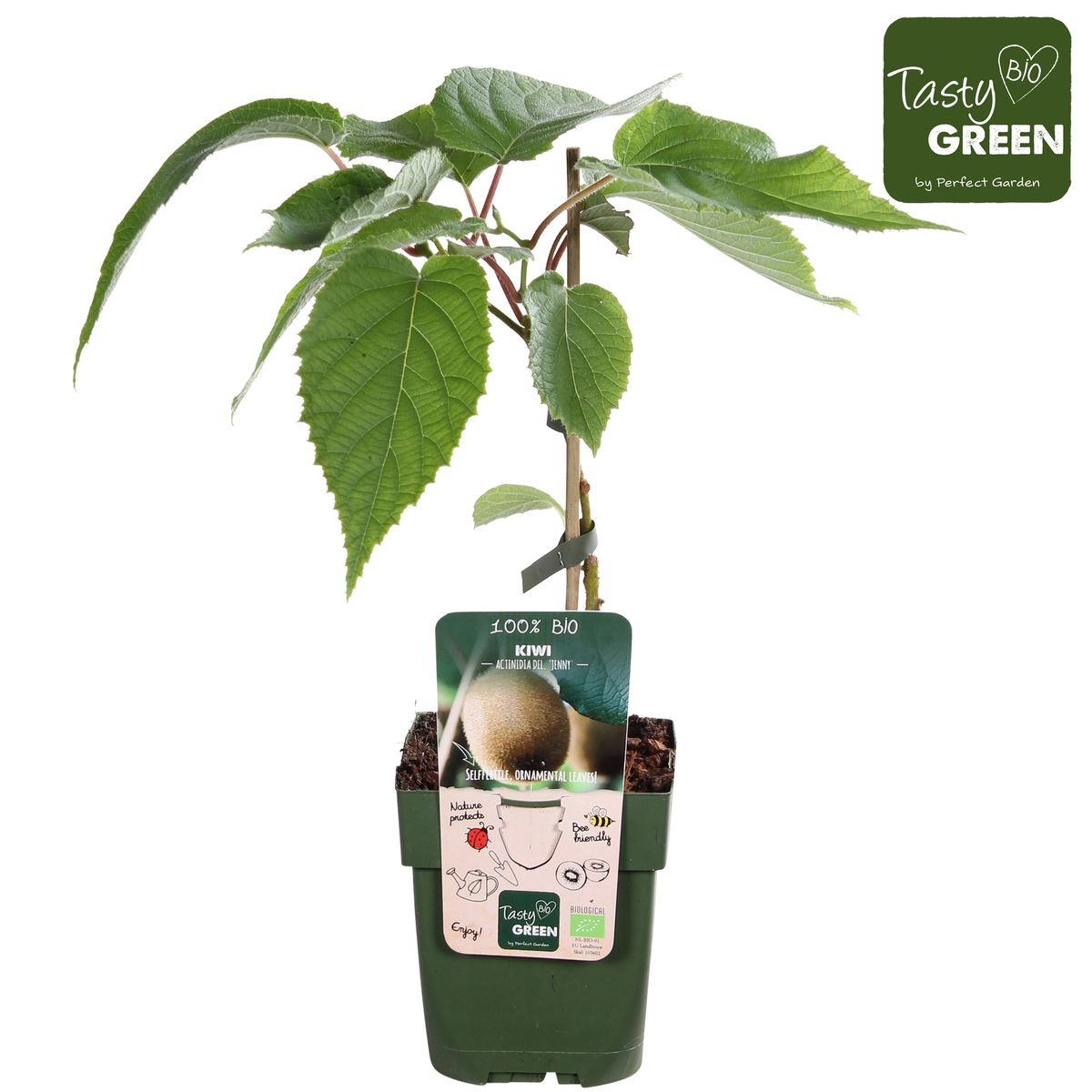 Kiwi - Actinidia deliciosa 'Jenny' (cultura biologica) - rezistent la ger si autofertil