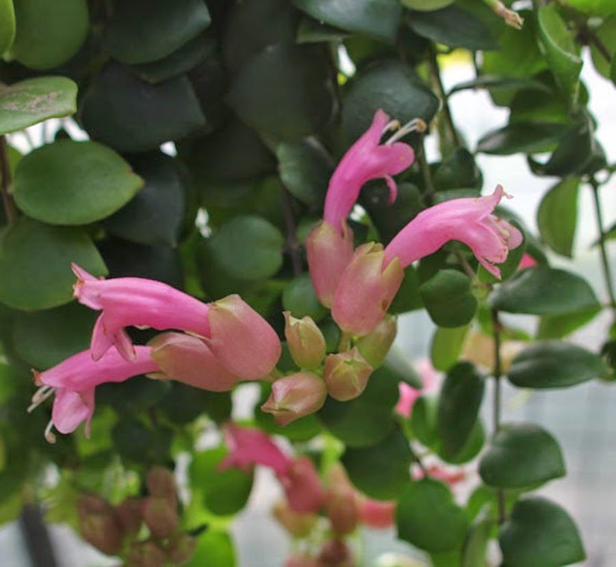 Aeschynanthus 'Thai Pink' ('Pink Lipstick Pflanze')