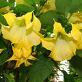 Tromba degli angeli gialla - Brugmansia versicolor * fiori profumati