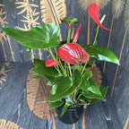 Anthurium Felicita (fiori rossi)