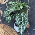 Aphelandra squarrosa sur pied (Plante Zèbre)