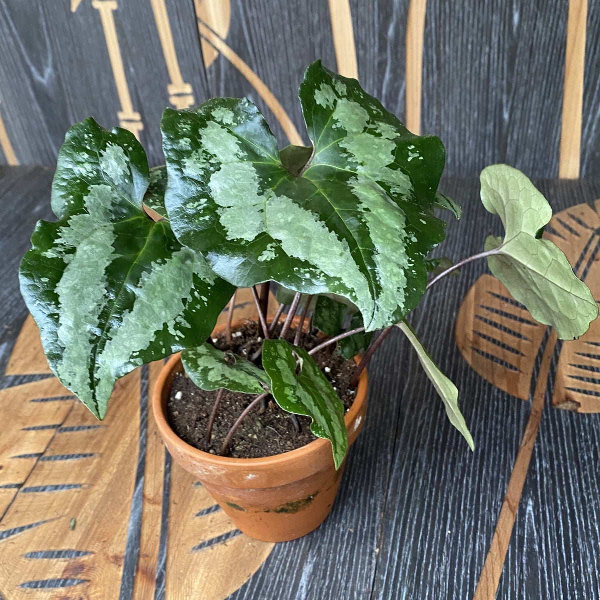 Asarum splendens (Chinese Wild Ginger)
