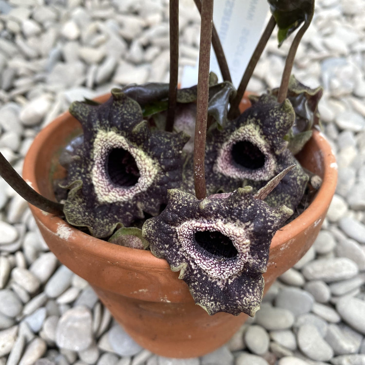 Asarum splendens (Chinese Wild Ginger)