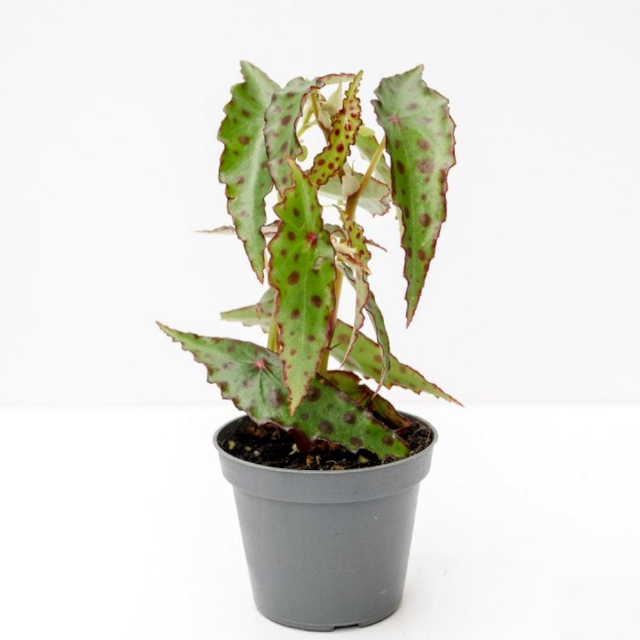 Begonia Amphioxus *vauvakasvi